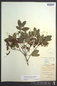 Rhododendron arborescens image