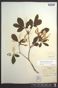 Rhododendron arborescens image