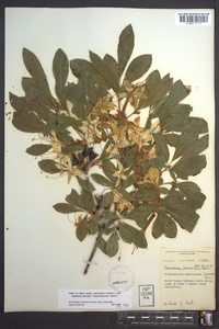 Rhododendron arborescens image