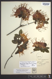 Rhododendron bakeri image