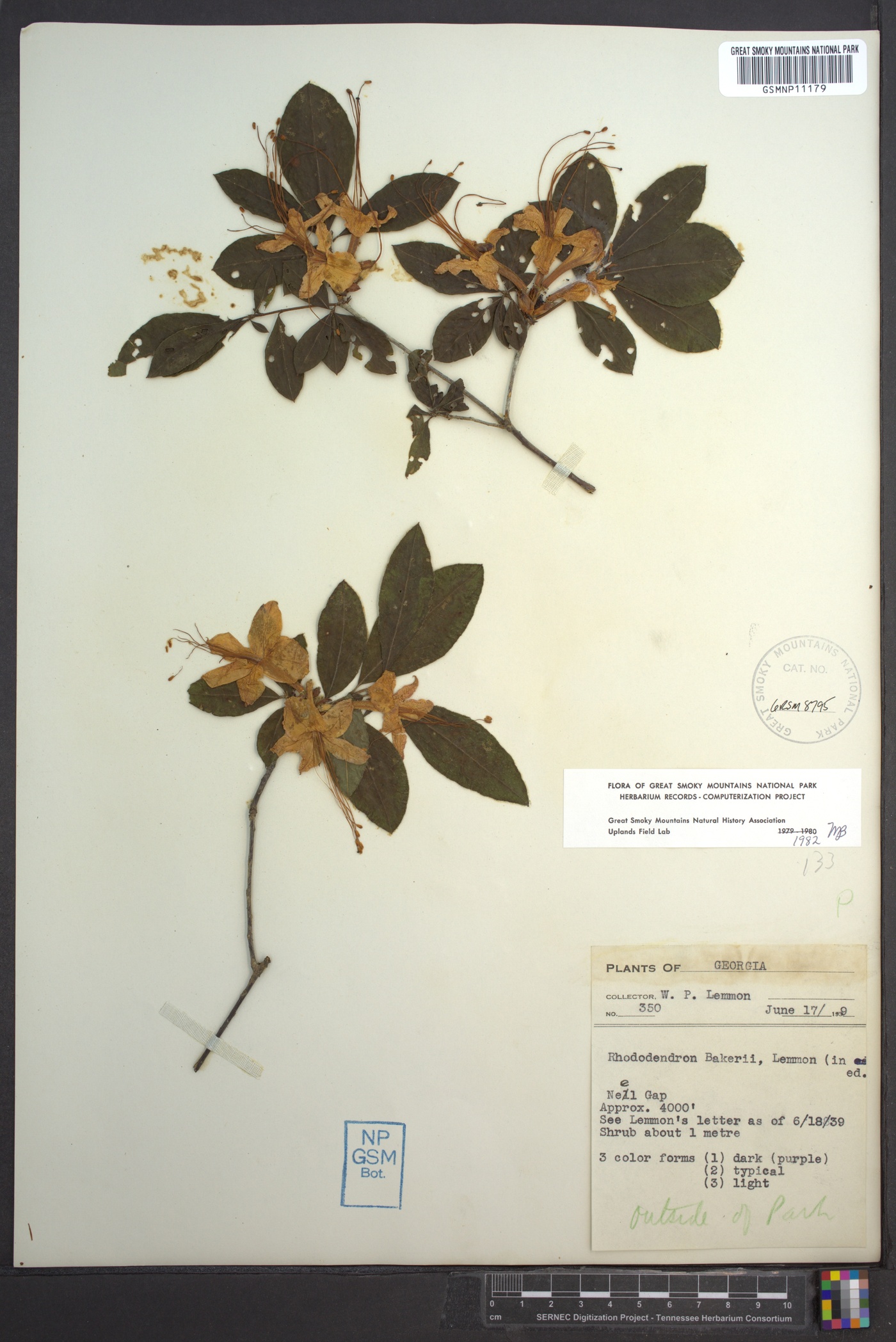 Rhododendron bakeri image