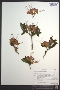 Rhododendron bakeri image