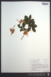 Rhododendron bakeri image