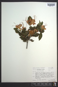 Rhododendron bakeri image