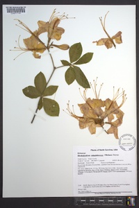 Rhododendron calendulaceum image