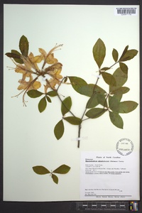 Rhododendron calendulaceum image