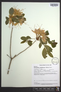 Rhododendron calendulaceum image