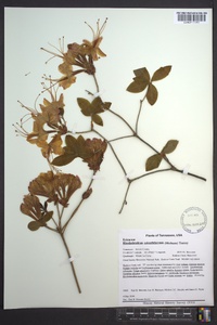 Rhododendron calendulaceum image