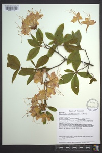 Rhododendron calendulaceum image