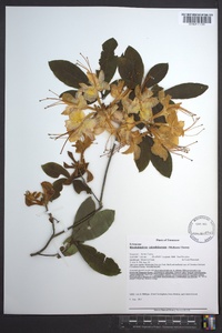 Rhododendron calendulaceum image