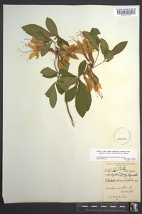 Rhododendron calendulaceum image