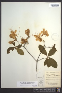 Rhododendron calendulaceum image