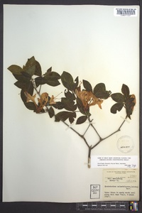 Rhododendron calendulaceum image