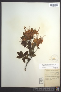 Rhododendron calendulaceum image