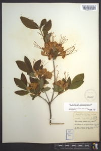 Rhododendron calendulaceum image