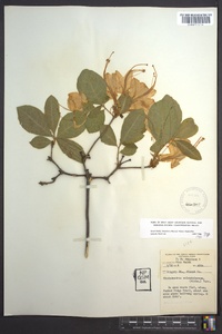 Rhododendron calendulaceum image