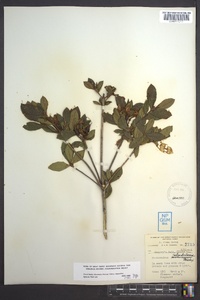 Rhododendron calendulaceum image