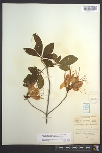 Rhododendron calendulaceum image