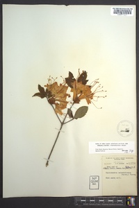 Rhododendron calendulaceum image