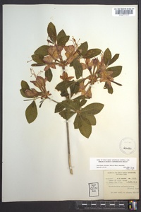 Rhododendron calendulaceum image