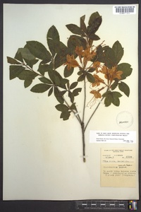 Rhododendron calendulaceum image