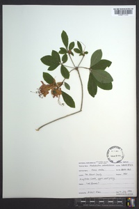 Rhododendron calendulaceum image