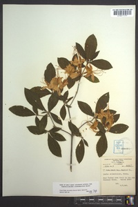 Rhododendron calendulaceum image