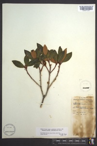 Rhododendron carolinianum image