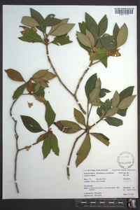 Rhododendron carolinianum image