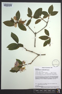 Rhododendron carolinianum image