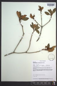 Rhododendron carolinianum image