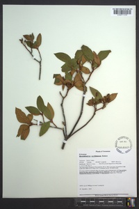 Rhododendron carolinianum image