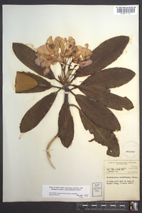 Rhododendron catawbiense image