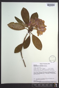 Rhododendron catawbiense image