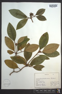 Rhododendron minus image