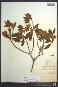 Rhododendron minus image