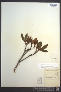 Rhododendron minus image