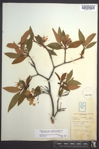 Rhododendron minus image