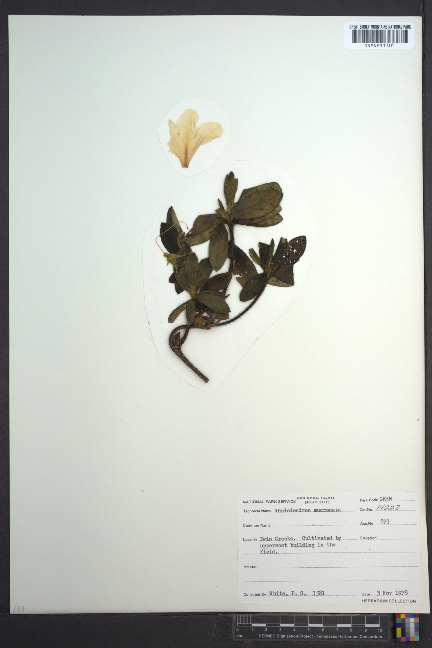 Rhododendron mucronatum image