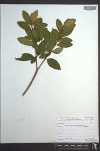 Rhododendron mucronatum image