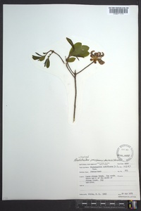 Rhododendron periclymenoides image