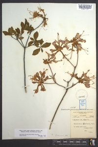 Rhododendron periclymenoides image