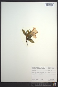 Rhododendron pulchrum image