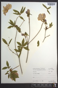 Rhododendron pulchrum image