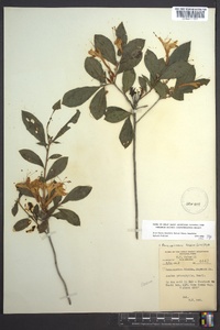 Rhododendron prinophyllum image