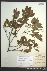 Vaccinium angustifolium image