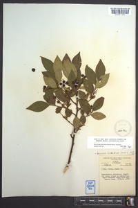 Vaccinium simulatum image