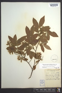 Vaccinium hirsutum image