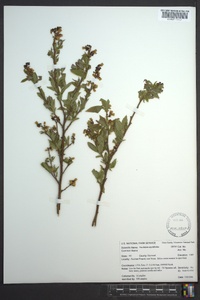 Vaccinium myrtilloides image