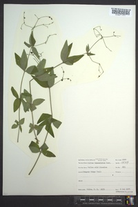 Galium lanceolatum image